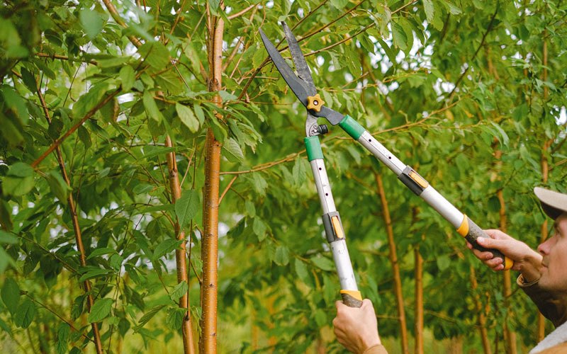 Tree trimming in Augusta Springs, VA