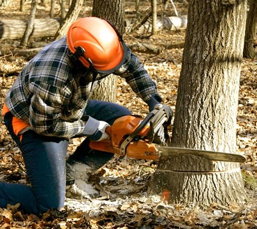 Tree Removal in Augusta Springs, VA